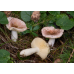 Мицелий Сыроежки невзрачной (Russula nauseosa)